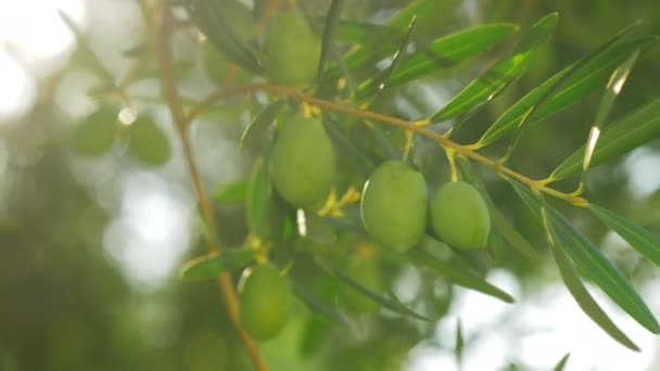 Branche d'olivier dans la lumière du soleil chaud vif — Video