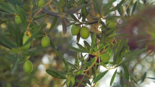 Zweig eines grünen Olivenbaums im Obstgarten — Stockvideo