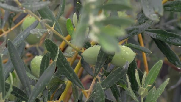 Ветка оливкового дерева мокрая от дождя — стоковое видео