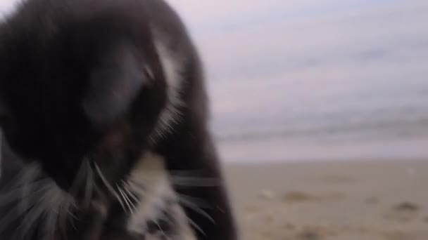 Zwerfkat is hongerig en eten van frietjes gevonden op het strand — Stockvideo