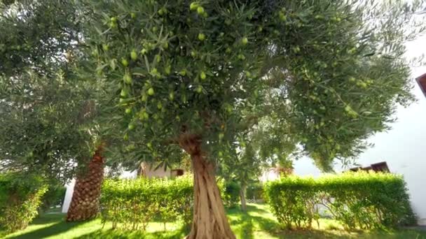 Дивлячись на велике зелене оливкове дерево в саду — стокове відео