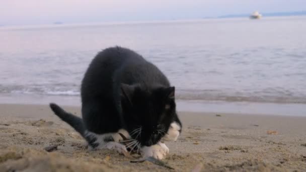 Verdwaalde kat gevonden smakelijke frietjes op het strand — Stockvideo