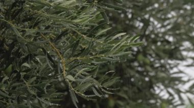 Zeytin ağacı ve yağmur yağıyor