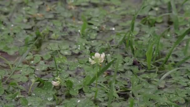Капли дождя падают в лужу на лужайке клевера — стоковое видео