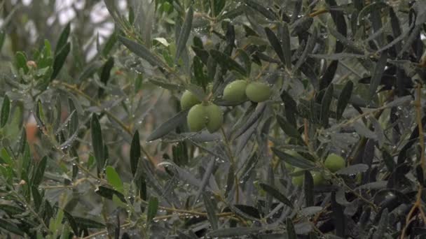 Мокрое оливковое дерево под дождем в саду — стоковое видео