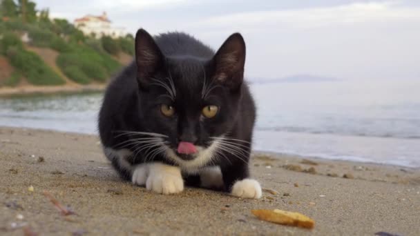 Streunende Katze frisst Pommes am Strand — Stockvideo