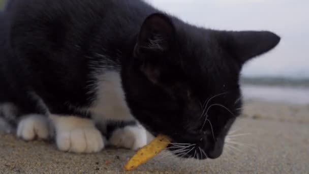 Голодная бродячая кошка ест картошку фри на открытом воздухе — стоковое видео