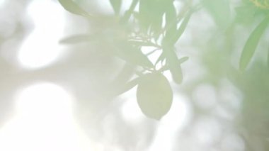 Ağaç dalı tek yeşil zeytin ile