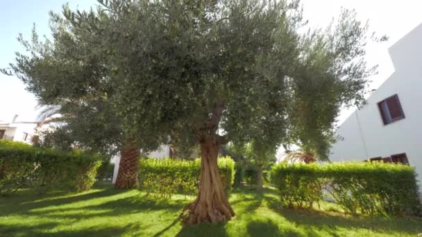Дерево с зелеными оливками — стоковое видео
