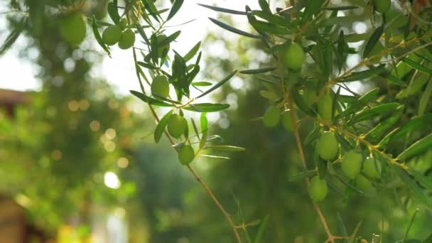 Зеленое оливковое дерево в саду дома в солнечный день — стоковое видео
