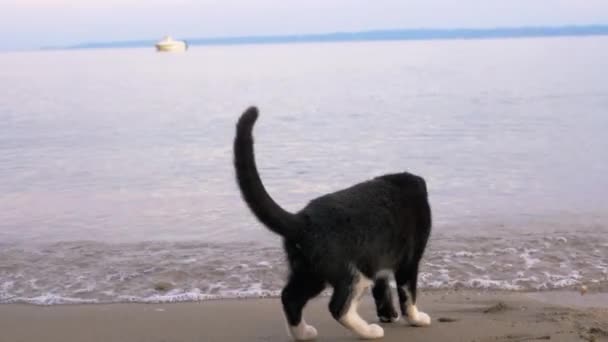 Zabłąkać się kot zwilżania łapy z fal morskich na plaży — Wideo stockowe