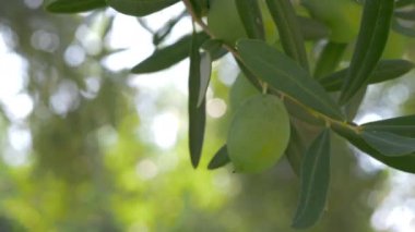 Ağaç dalı Akdeniz bahçede yeşil zeytin ile