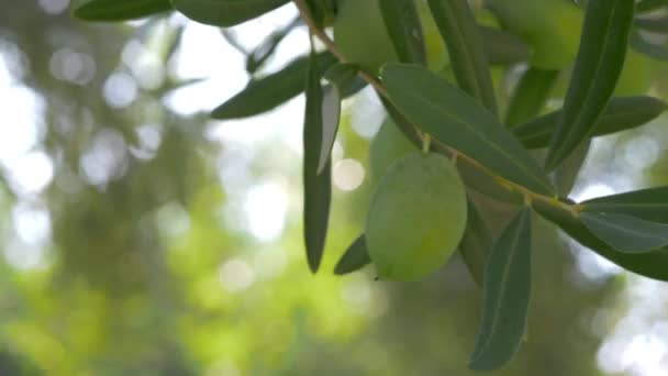 Branche d'arbre aux olives vertes dans le jardin méditerranéen — Video