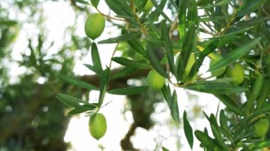 Güneş ışığı karşı yeşil zeytin ağacı