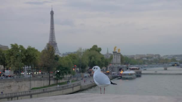 Panoráma města Paříž s nábřežím, Eiffelova věž a letící Racek