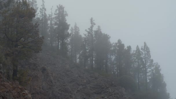 Brouillard nuageux couvrant les bois dans les montagnes — Video