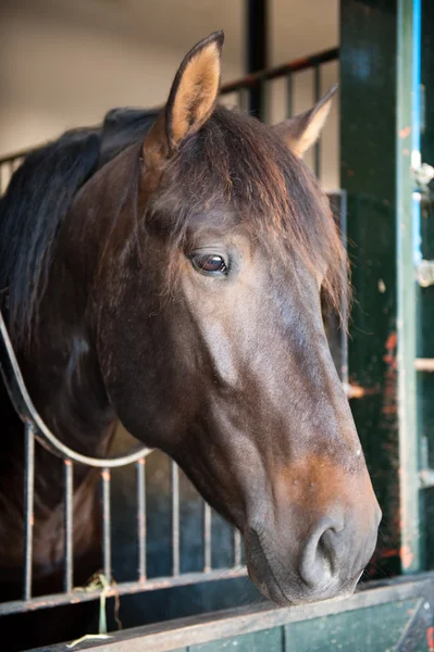 Huvudet av en vacker häst — Stockfoto