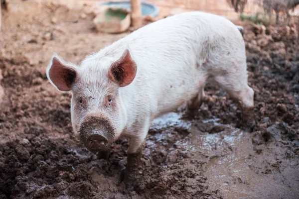 Young dirty pig — Stock Photo, Image