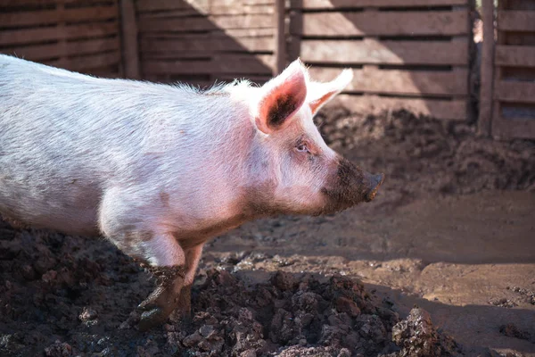 Dirty young pig — Stock Photo, Image