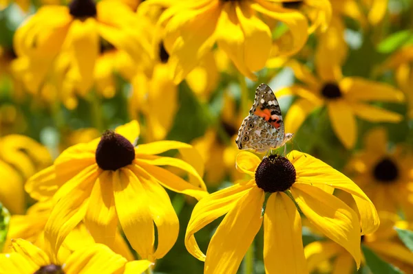 Beautiful yellow butterfly on  flower — Stock Photo, Image
