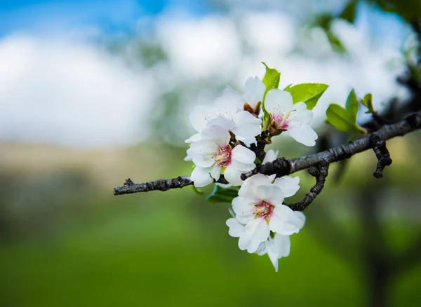 stock image Beautiful blooming flowers