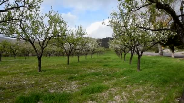 Vackra blommande trädgårdar med grönt gräs — Stockvideo