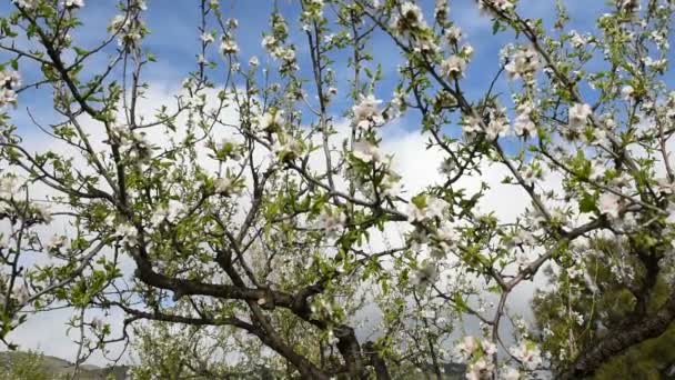 Schöne blühende Gärten mit grünem Gras — Stockvideo