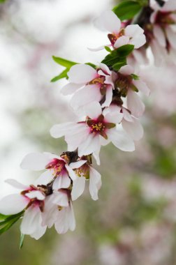 taze badem çiçekleri