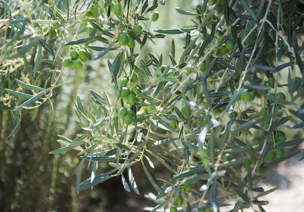 Yeşil Zeytin Ağacı