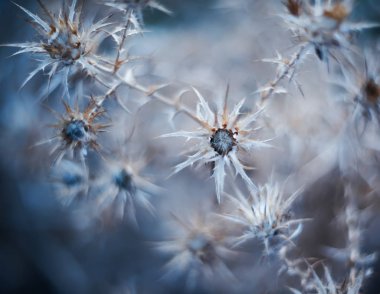 Hisse senedi Foto bitkilerin dikenleri