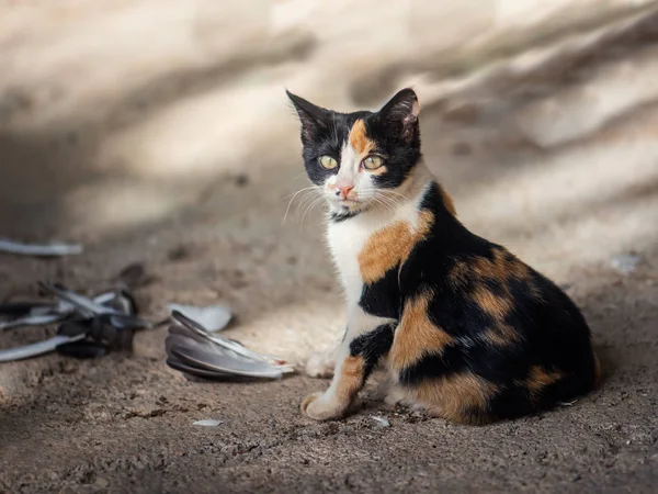 Petit chasseur de chats doux — Photo