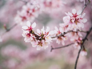 Güzel badem ağacı çiçek