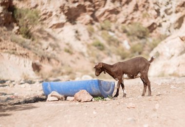 Keçi çocuğun biraz su içer