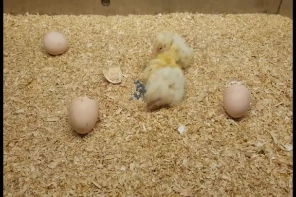 Les Bébés Poulets Jaunes Sans Grappe Sont Agités Autour Des — Video