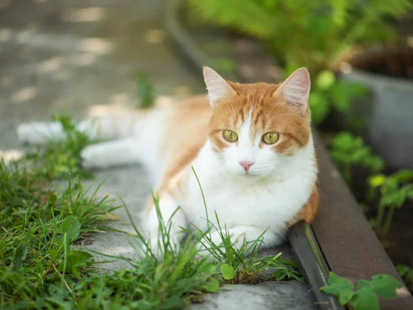 Kaunis punainen kissa makaa nurmikolla . — kuvapankkivalokuva