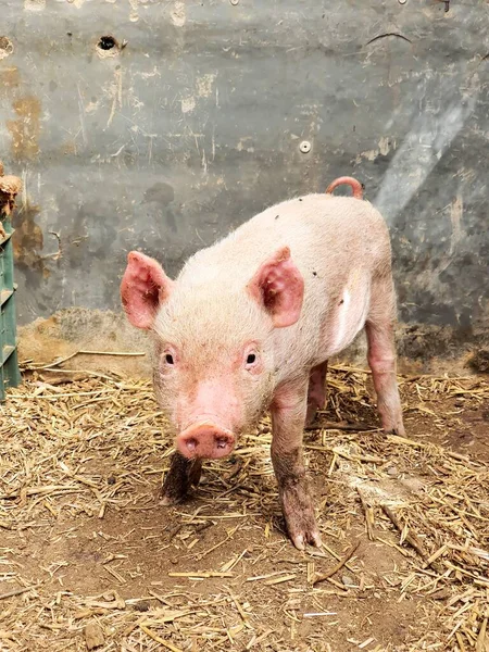 Small dirty Piglet in a pigsty looks at the camera — Stock Photo, Image