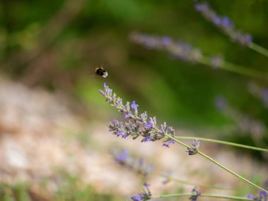 Küçük arı lavanta çiçeklerinin üzerinde oturuyor.