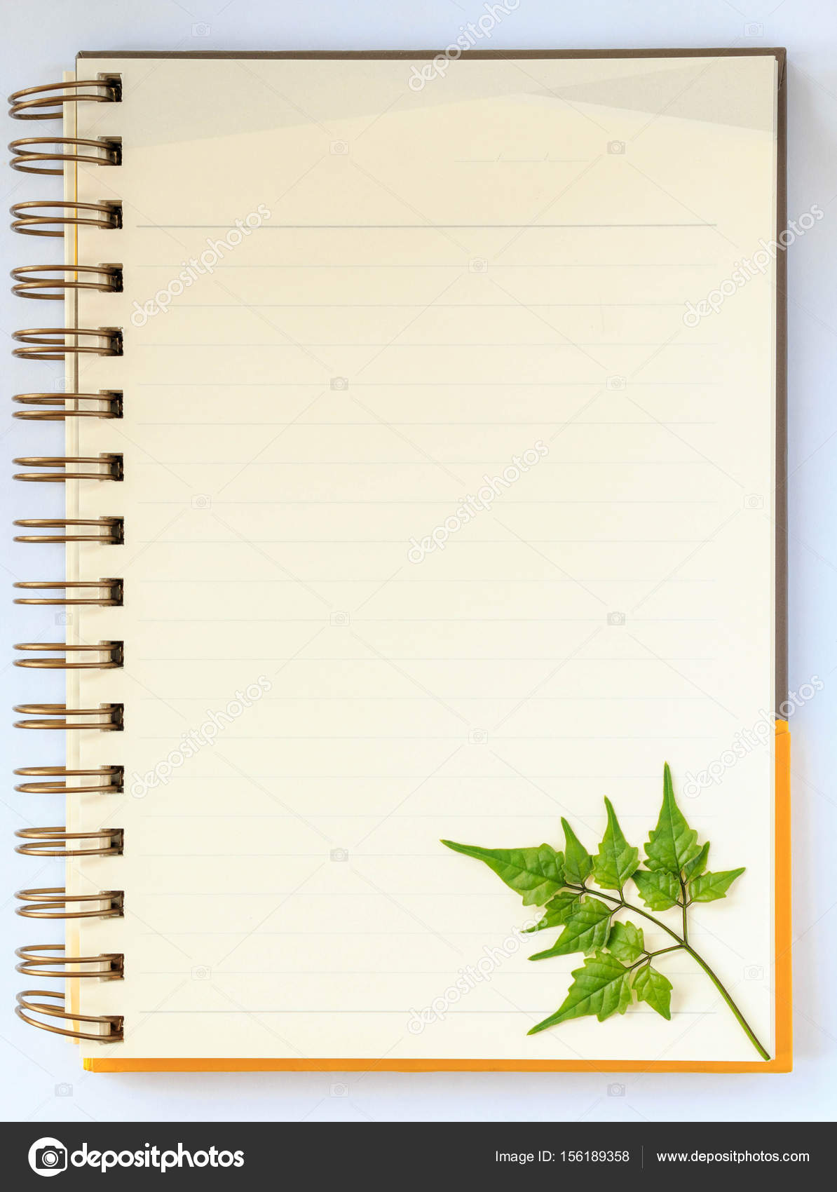 Verde Folha No Caderno Sobre Fundo Branco Fotografias De Stock C Tisomboon Hotmail Com 156189358