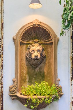 Ivy aslan baş tencerede.