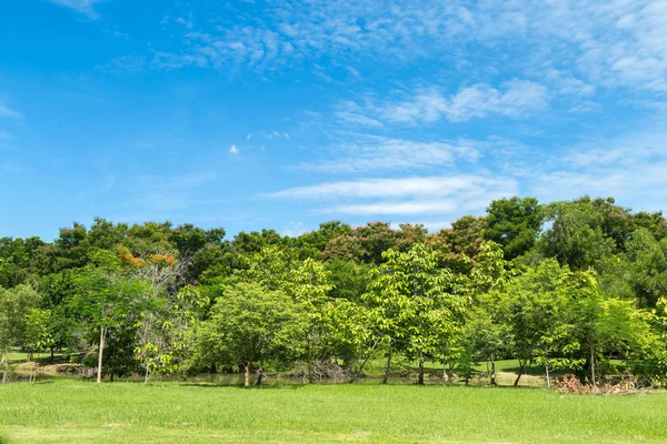 Çimenler ve ağaçlar Park.