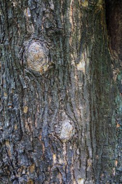 Arkaplan için Ağaç Kabuğu Dokusu.