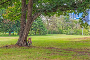 Bisiklet bir parkta bir ağacın altında