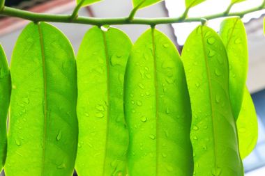 Yaprakları yaprakları sabah bırak..