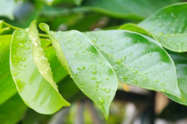 Yaprakları yaprakları sabah bırak..
