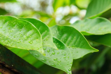 Yaprakları yaprakları sabah bırak..