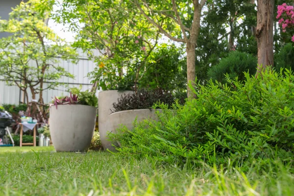 Arbustos verdes en la hierba en el jardín . — Foto de Stock