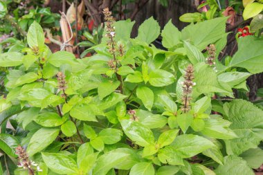 Reyhan küçük bir Bahçe