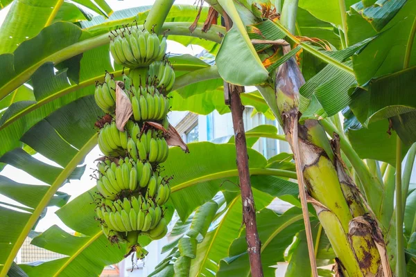 De bananenboom heeft een bos van bananen met verse groene bladeren ik — Stockfoto
