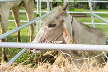 İnek teslim olmak için bekleyen mezbaha satın alındı