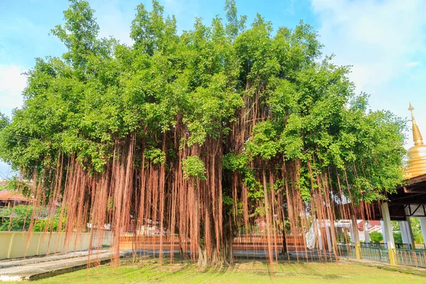 Stare drzewo banyan na trawie w świątyni w Tajlandii — Zdjęcie stockowe